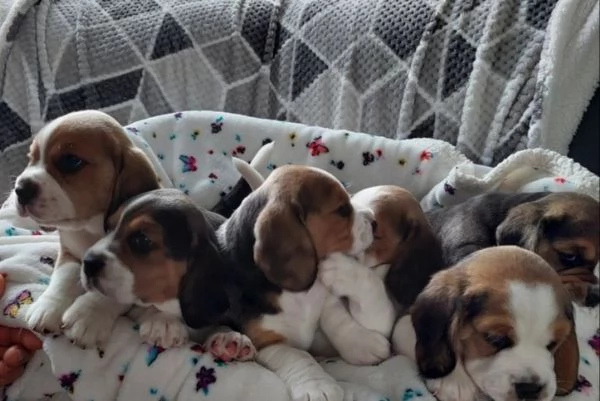Cuccioli di Beagle
