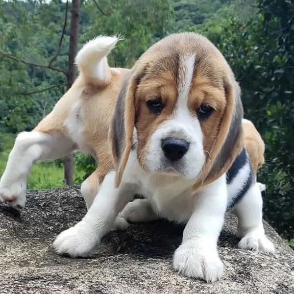 Cuccioli di Beagle | Foto 1