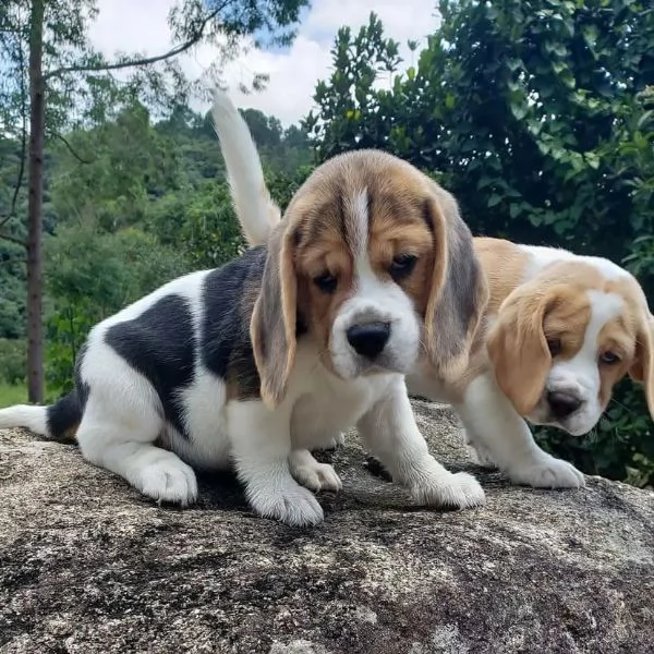 Cuccioli di Beagle | Foto 0