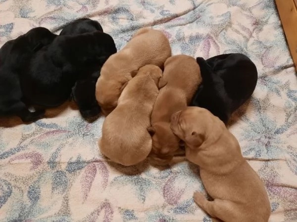 Adorabili cuccioli di Labrador