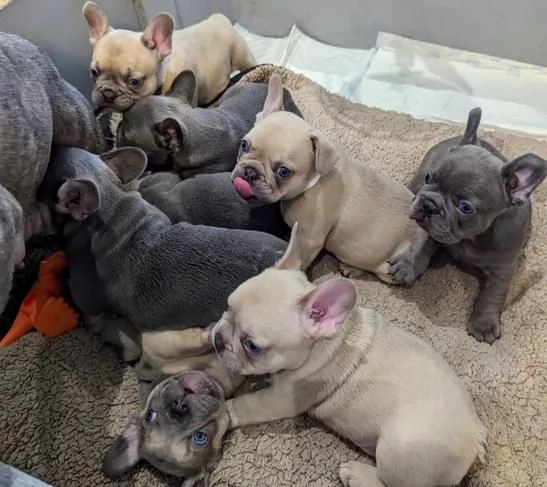 Cuccioli di bulldog francese in adozione