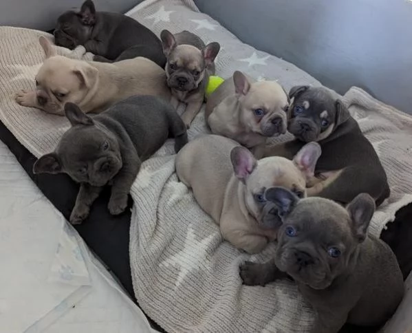 Cuccioli di bulldog francese in adozione | Foto 1