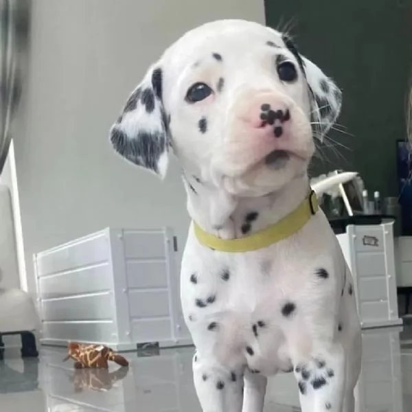 Bellissimi cuccioli di dalmata | Foto 3