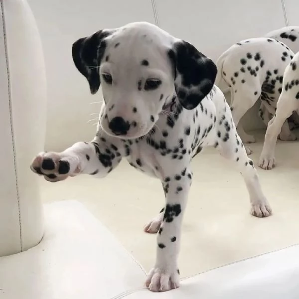 Bellissimi cuccioli di dalmata | Foto 2