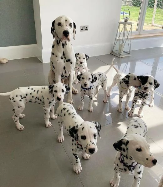 Bellissimi cuccioli di dalmata