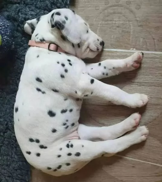 Bellissimi cuccioli di dalmata | Foto 1