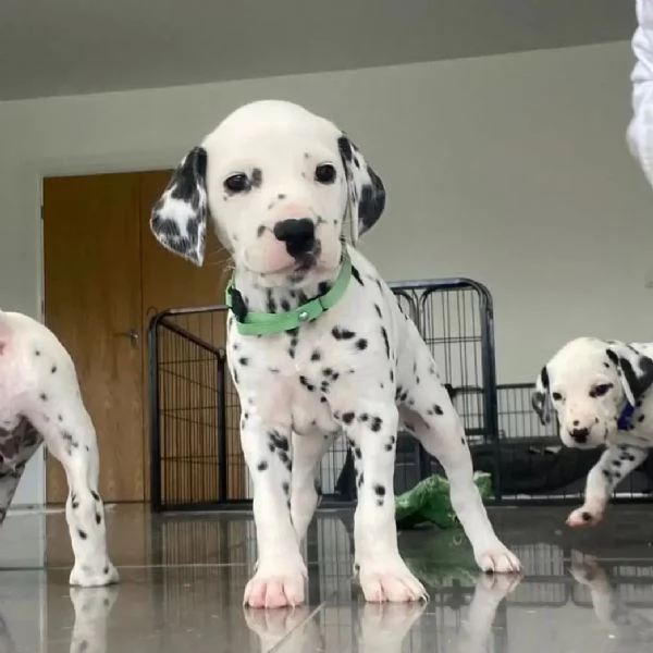 Bellissimi cuccioli di dalmata | Foto 0