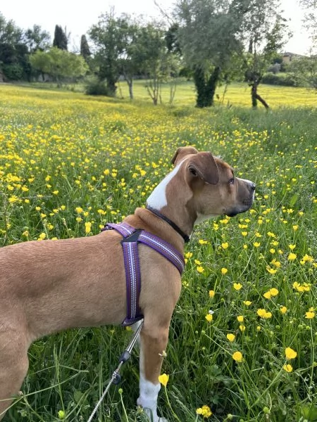 Cercando una casa amorevole per Rocky il pitbull giocherellone | Foto 1