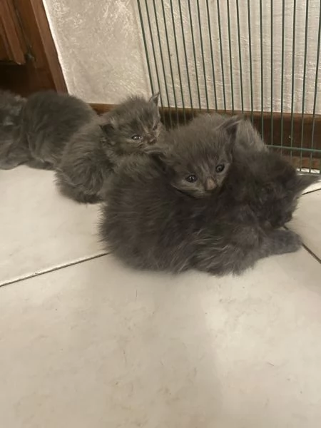 Cuccioli Maine Coon Blu Solido | Foto 0