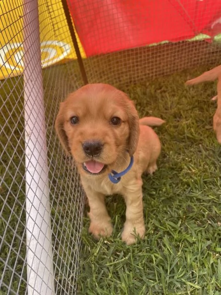 Cuccioli di Cocker Spaniel Inglese