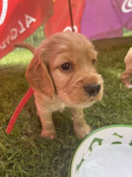 Cuccioli di Cocker Spaniel Inglese | Foto 5