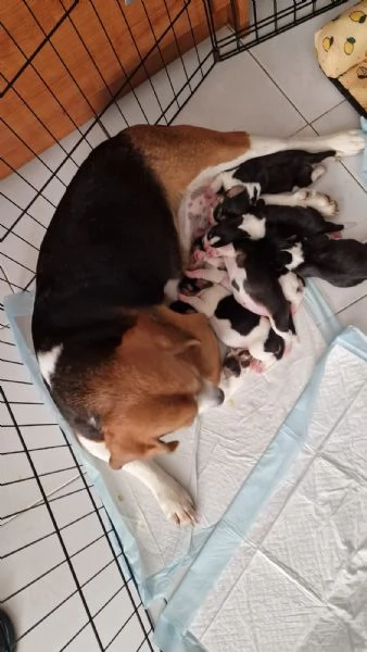 Cuccioli di Beagle  | Foto 3