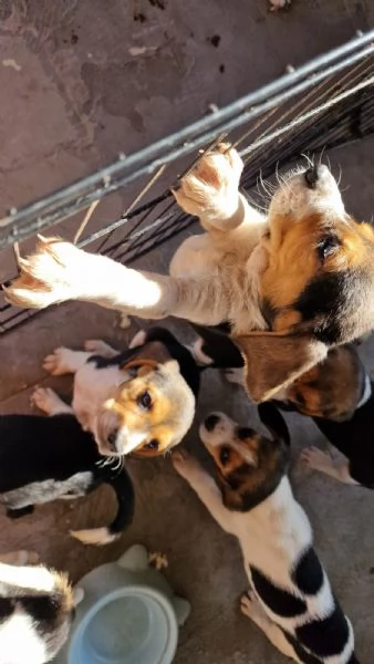 Cuccioli di Beagle  | Foto 2