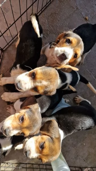 Cuccioli di Beagle  | Foto 1