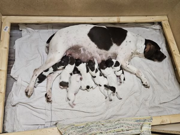 Cuccioli maschi Bracco Tedesco Kurzhaar  | Foto 4