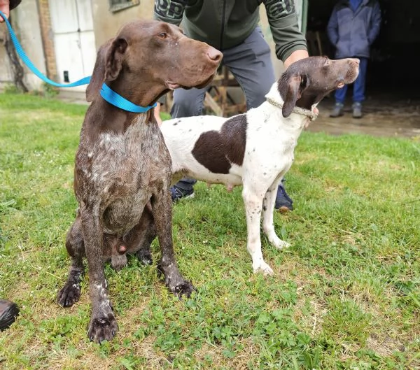 Cuccioli maschi Bracco Tedesco Kurzhaar  | Foto 3