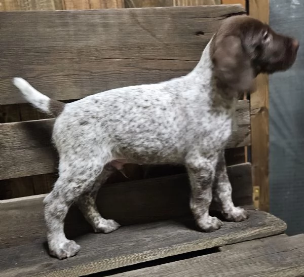 Cuccioli maschi Bracco Tedesco Kurzhaar  | Foto 0