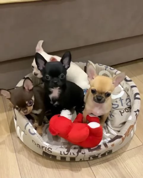 Regala cuccioli di Chihuahua | Foto 0