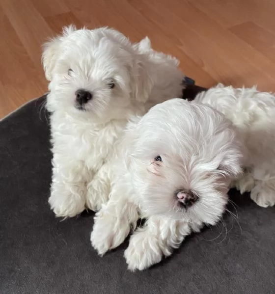 Regala cuccioli di Maltese