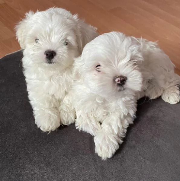 Regala cuccioli di Maltese | Foto 1