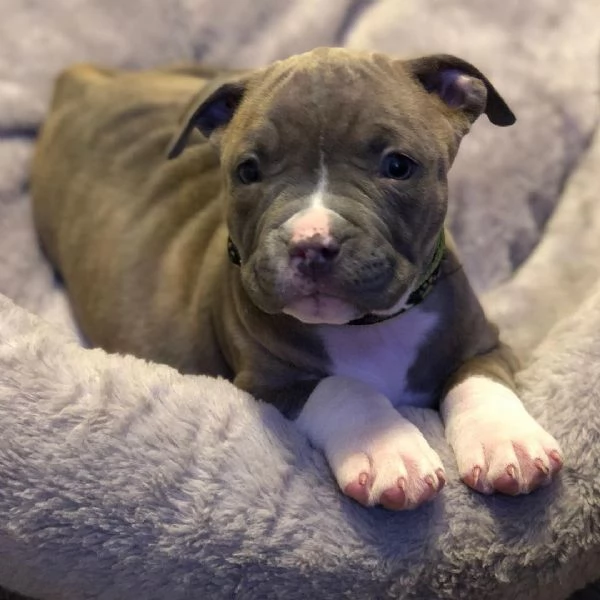 Cucciola di American Pitbull 