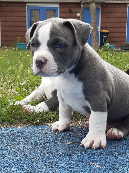 cuccioli di pitbull cercano casa