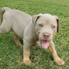 cuccioli di Pitbull Terrier | Foto 0