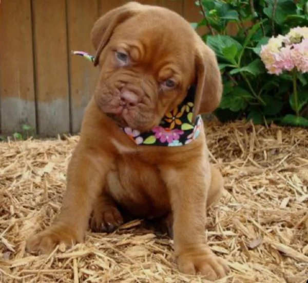 REGALO Bellissimi maschi e femmine dogue de bordeaux cuccioli Abbiamo disponibili cuccioli di dogue 