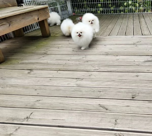 Cuccioli di Pomerania | Foto 3