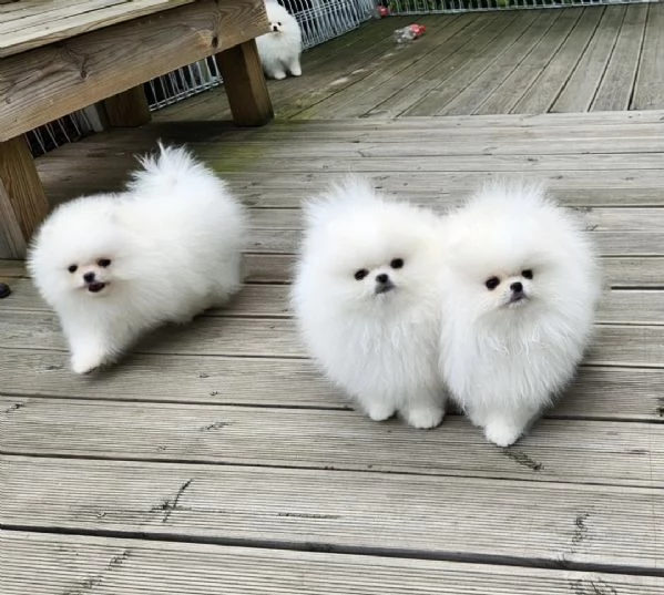 Cuccioli di Pomerania | Foto 2