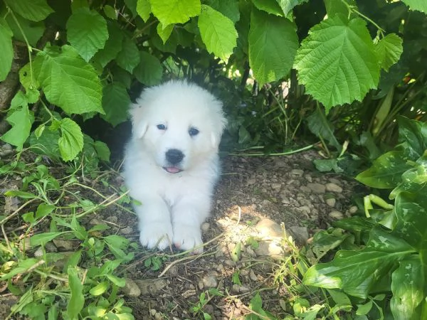 Cucciolo di Maremmano