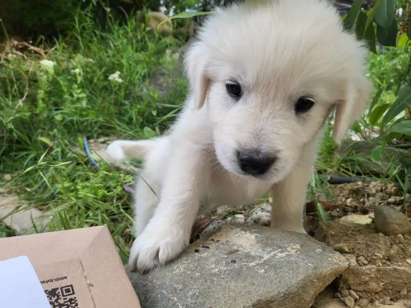 Cucciolo di Maremmano | Foto 1