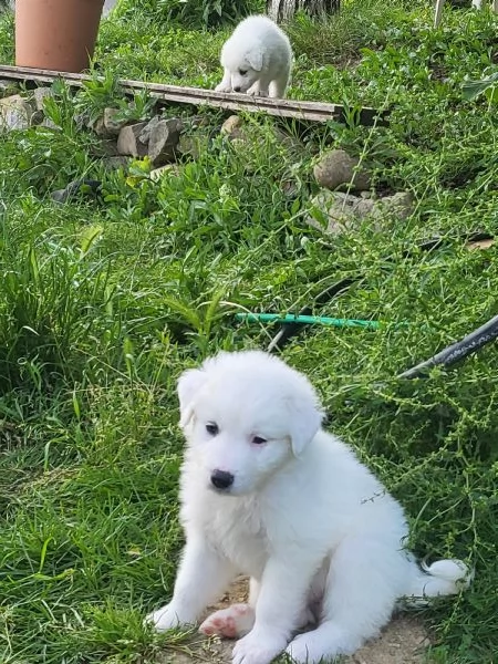 Cucciolo di Maremmano | Foto 0