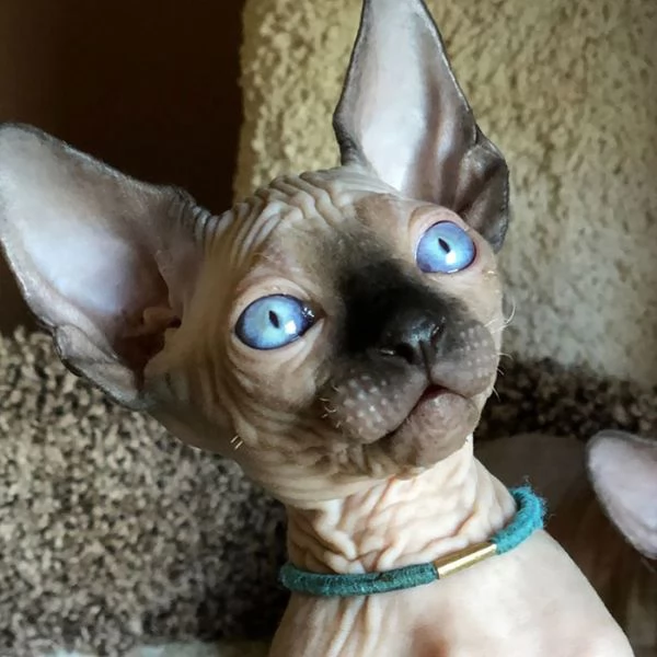 Gattini Canadian Sphynx