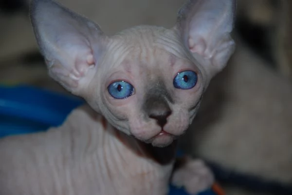 Gattini Canadian Sphynx | Foto 1