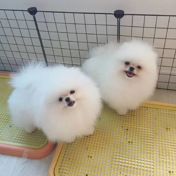 Adorabile Pomerania