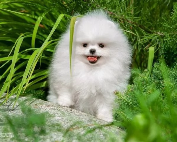 Adorabile Pomerania | Foto 0