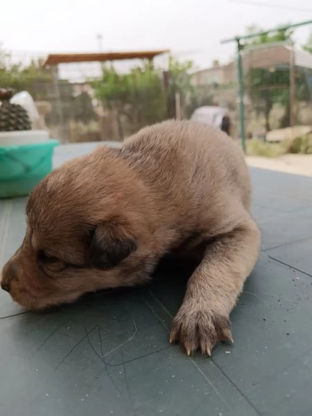 Cuccioli meticci 