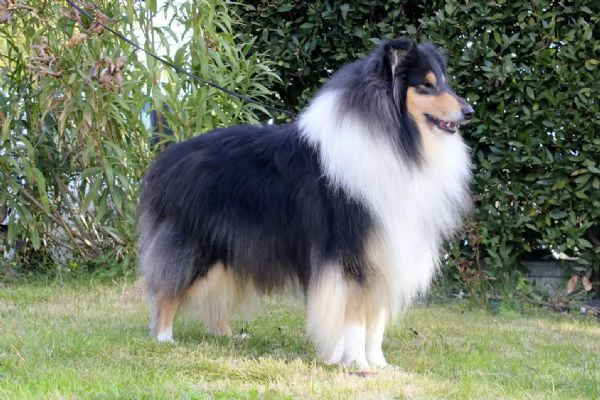 Pastore Scozzese a pelo lungo o Rough Collie | Foto 4