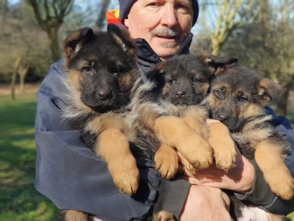 Cuccioli di Pastore tedesco figli di campioni