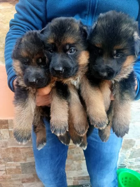 Cuccioli di Pastore tedesco figli di campioni | Foto 0