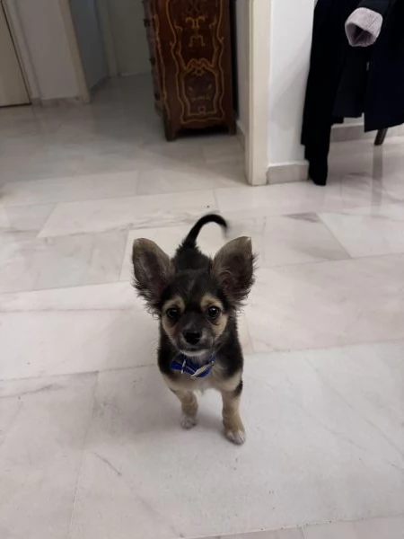 Chihuahua | Foto 1