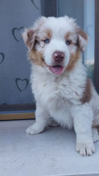 Cuccioli pastore australiano  | Foto 3