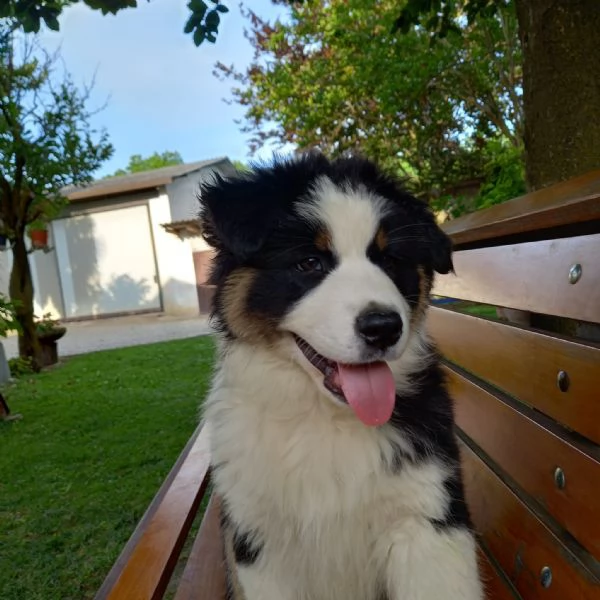 Cuccioli pastore australiano  | Foto 0