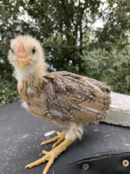 Piccolo allevamento di galline ornamentali  | Foto 2