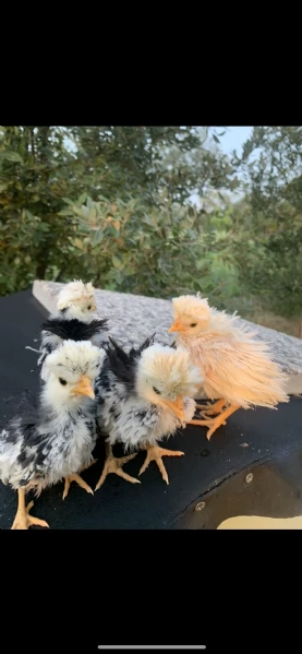 Piccolo allevamento di galline ornamentali  | Foto 0