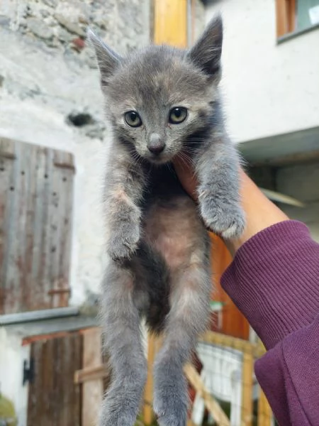 Gattina 2 mesi pelo semi lungo