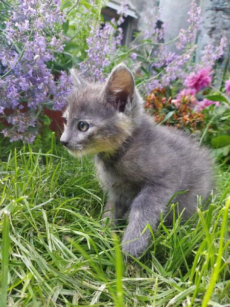 Gattina 2 mesi pelo semi lungo | Foto 1