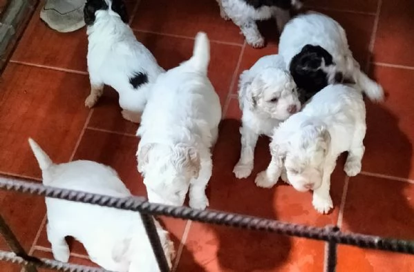 Cuccioli di Lagotto Romagnolo con pedigree | Foto 5