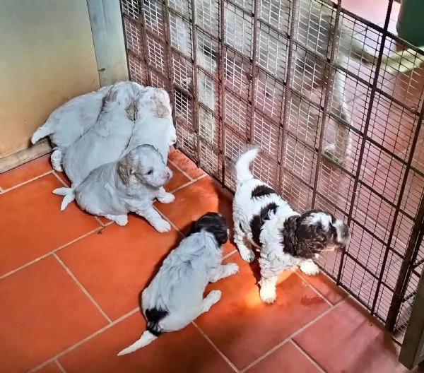 Cuccioli di Lagotto Romagnolo con pedigree | Foto 0